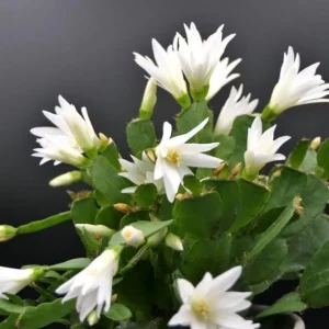 White Easter Cactus Live Plant – Spring Blooming Succulent – 4-6 Inch Tall – Indoor/Outdoor - Image 4