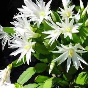 White Easter Cactus Live Plant – Spring Blooming Succulent – 4-6 Inch Tall – Indoor/Outdoor - Image 5