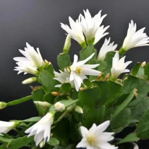 White Easter Cactus Live Plant – Spring Blooming Succulent – 4-6 Inch Tall – Indoor/Outdoor - Image 6