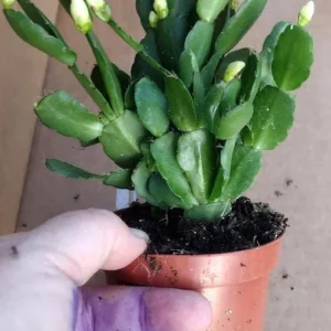 White Easter Cactus Live Plant – Spring Blooming Succulent – 4-6 Inch Tall – Indoor/Outdoor - Image 7