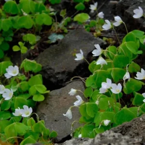 White Flower Oxalis Live Plant – Ornamental Flowering – 4 Inch Pot – Indoor/Outdoor - Image 2