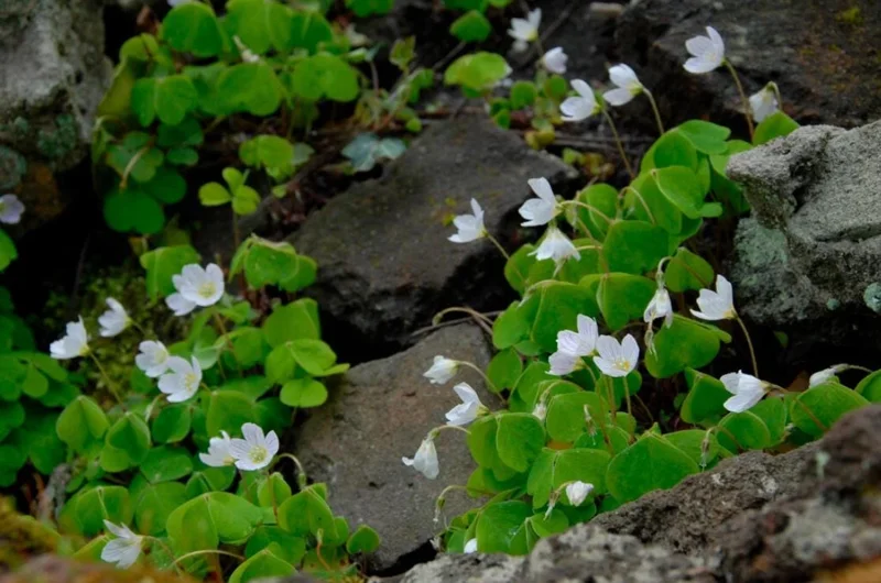 White Flower Oxalis Live Plant – Ornamental Flowering – 4 Inch Pot – Indoor/Outdoor - Image 2