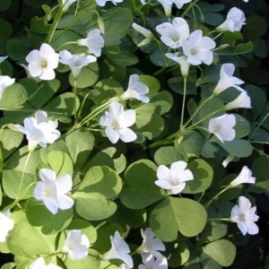 White Flower Oxalis Live Plant – Ornamental Flowering – 4 Inch Pot – Indoor/Outdoor - Image 3