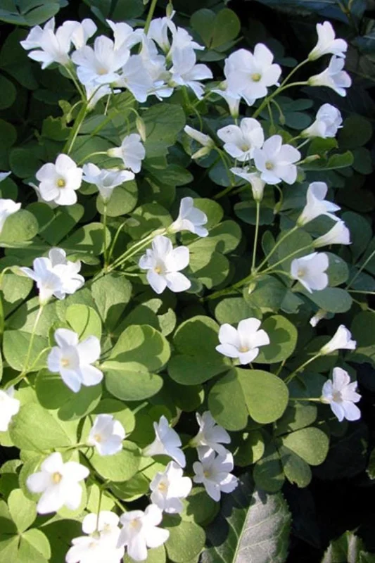 White Flower Oxalis Live Plant – Ornamental Flowering – 4 Inch Pot – Indoor/Outdoor - Image 3