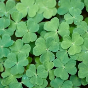 White Flower Oxalis Live Plant – Ornamental Flowering – 4 Inch Pot – Indoor/Outdoor - Image 4