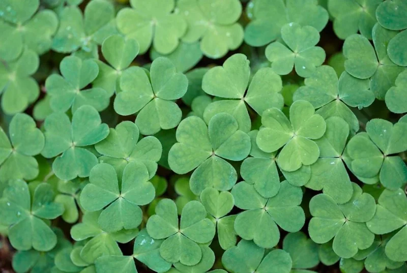 White Flower Oxalis Live Plant – Ornamental Flowering – 4 Inch Pot – Indoor/Outdoor - Image 4