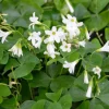 White Flower Oxalis Live Plant – Ornamental Flowering – 4 Inch Pot – Indoor/Outdoor - Image 1
