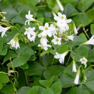 White Flower Oxalis Live Plant – Ornamental Flowering – 4 Inch Pot – Indoor/Outdoor - Image 1