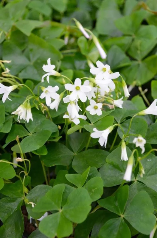 White Flower Oxalis Live Plant – Ornamental Flowering – 4 Inch Pot – Indoor/Outdoor - Image 1