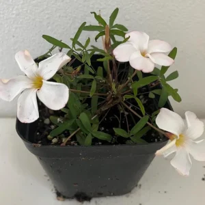 White Flower Oxalis Live Plant – Ornamental Flowering – 4 Inch Pot – Indoor/Outdoor - Image 5