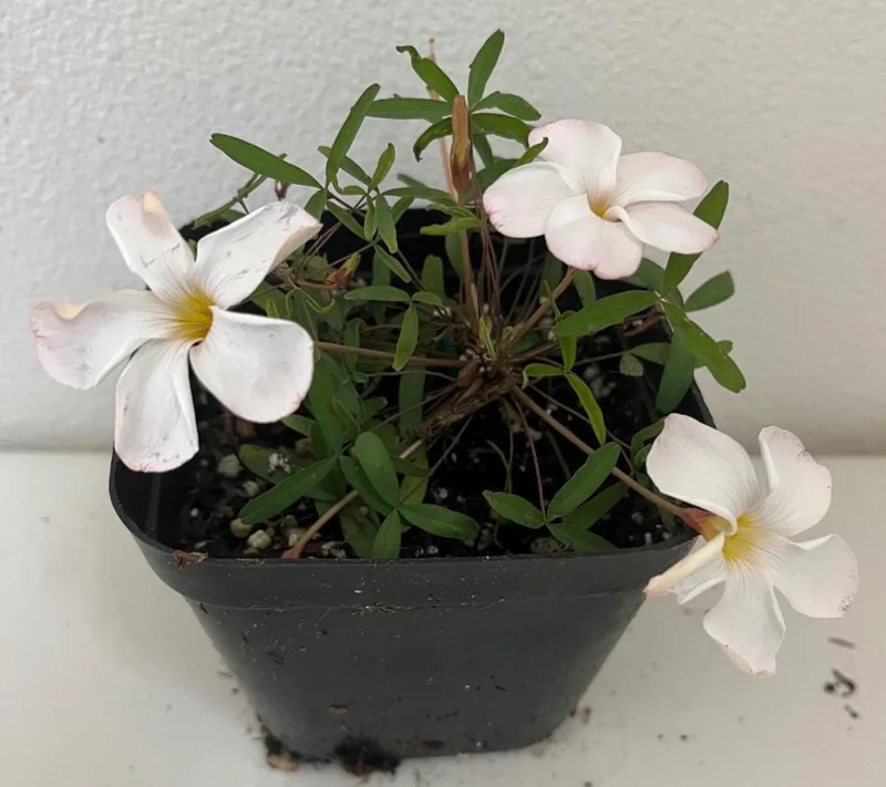 White Flower Oxalis Live Plant – Ornamental Flowering – 4 Inch Pot – Indoor/Outdoor - Image 5