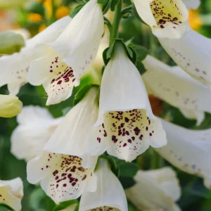 White Foxglove Live Plant – Hardy Perennial with Summer Flowers – 2-4 Inch Tall, 3 Inch Pot, Outdoor Garden - Image 2