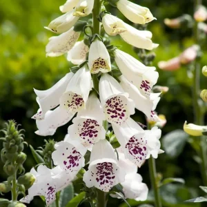 White Foxglove Live Plant – Hardy Perennial with Summer Flowers – 2-4 Inch Tall, 3 Inch Pot, Outdoor Garden - Image 3