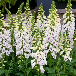 White Foxglove Live Plant – Hardy Perennial with Summer Flowers – 2-4 Inch Tall, 3 Inch Pot, Outdoor Garden - Image 4