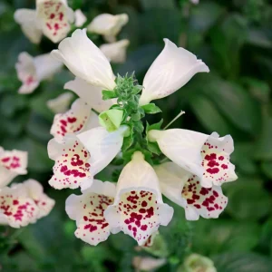 White Foxglove Live Plant – Hardy Perennial with Summer Flowers – 2-4 Inch Tall, 3 Inch Pot, Outdoor Garden - Image 5