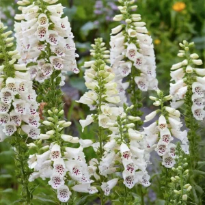 White Foxglove Live Plant – Hardy Perennial with Summer Flowers – 2-4 Inch Tall, 3 Inch Pot, Outdoor Garden - Image 6