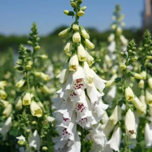 White Foxglove Live Plant – Hardy Perennial with Summer Flowers – 2-4 Inch Tall, 3 Inch Pot, Outdoor Garden - Image 7
