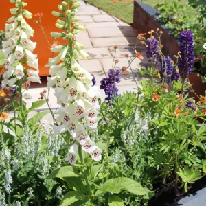 White Foxglove Live Plant – Hardy Perennial with Summer Flowers – 2-4 Inch Tall, 3 Inch Pot, Outdoor Garden - Image 8