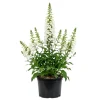 White Foxglove Live Plant – Hardy Perennial with Summer Flowers – 2-4 Inch Tall, 3 Inch Pot, Outdoor Garden - Image 1
