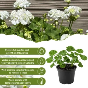 White Geranium Live Plant - 4 Inch Pot - Classic Outdoor Flower - Image 3