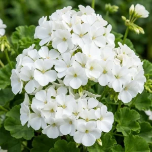 White Geranium Live Plant - 4 Inch Pot - Classic Outdoor Flower - Image 5