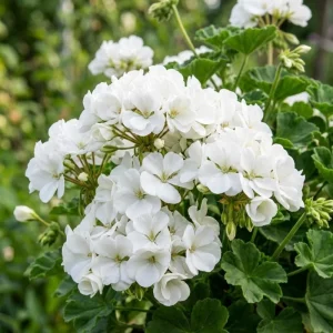 White Geranium Live Plant - 4 Inch Pot - Classic Outdoor Flower - Image 6
