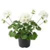 White Geranium Live Plant - 4 Inch Pot - Classic Outdoor Flower - Image 1