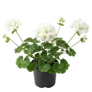 White Geranium Live Plant - 4 Inch Pot - Classic Outdoor Flower - Image 1