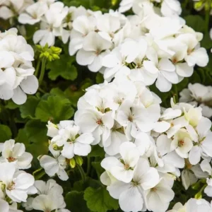 White Geranium Live Plant – Perennial Flowers, 4-6 Inc Tall, Indoor/Outdoor - Image 2