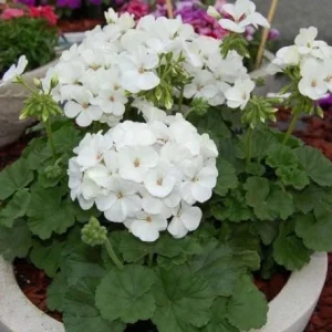 White Geranium Live Plant – Perennial Flowers, 4-6 Inc Tall, Indoor/Outdoor - Image 3