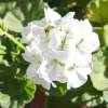 White Geranium Live Plant – Perennial Flowers, 4-6 Inc Tall, Indoor/Outdoor - Image 1
