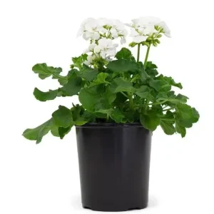 White Geranium Live Plant – Perennial Flowers, 4-6 Inc Tall, Indoor/Outdoor - Image 4