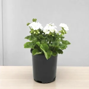 White Geranium Live Plant – Perennial Flowers, 4-6 Inc Tall, Indoor/Outdoor - Image 6