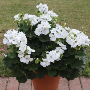 White Geranium Live Plant – Perennial Flowers, 4-6 Inc Tall, Indoor/Outdoor - Image 7