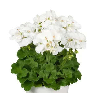 White Geranium Live Plant – Perennial Flowers, 4-6 Inc Tall, Indoor/Outdoor - Image 8