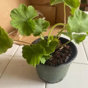 White Geranium Live Plant – Perennial Flowers, 4-6 Inc Tall, Indoor/Outdoor - Image 9