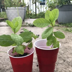 White Guava Live Plant 4-8 Inch Tall - Sweet Tropical Fruit Tree Seedling - Image 10