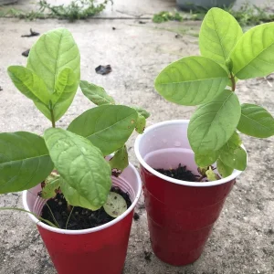 White Guava Live Plant 4-8 Inch Tall - Sweet Tropical Fruit Tree Seedling - Image 11