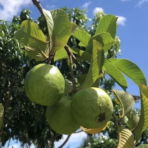 White Guava Live Plant 4-8 Inch Tall - Sweet Tropical Fruit Tree Seedling - Image 12