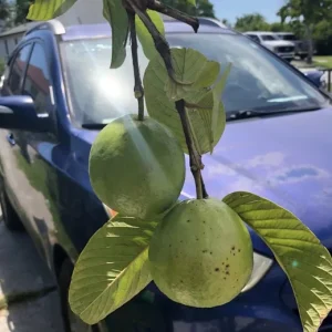 White Guava Live Plant 4-8 Inch Tall - Sweet Tropical Fruit Tree Seedling - Image 13