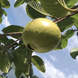White Guava Live Plant 4-8 Inch Tall - Sweet Tropical Fruit Tree Seedling - Image 14