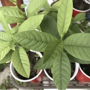 White Guava Live Plant 4-8 Inch Tall - Sweet Tropical Fruit Tree Seedling - Image 2