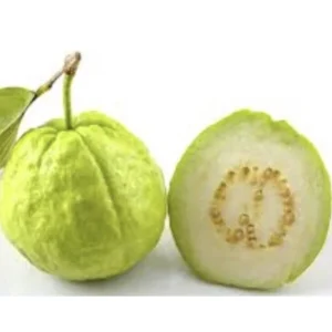 White Guava Live Plant 4-8 Inch Tall - Sweet Tropical Fruit Tree Seedling - Image 3