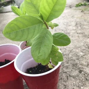 White Guava Live Plant 4-8 Inch Tall - Sweet Tropical Fruit Tree Seedling - Image 4