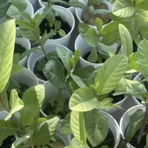 White Guava Live Plant 4-8 Inch Tall - Sweet Tropical Fruit Tree Seedling - Image 5