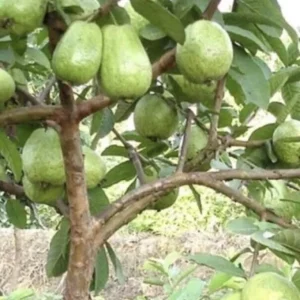 White Guava Live Plant 4-8 Inch Tall - Sweet Tropical Fruit Tree Seedling - Image 6