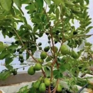White Guava Live Plant 4-8 Inch Tall - Sweet Tropical Fruit Tree Seedling - Image 7