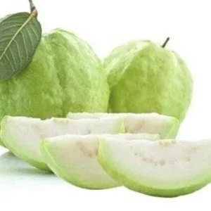 White Guava Live Plant 4-8 Inch Tall - Sweet Tropical Fruit Tree Seedling - Image 1