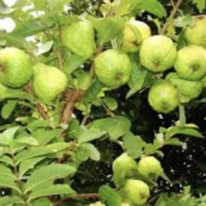 White Guava Live Plant 4-8 Inch Tall - Sweet Tropical Fruit Tree Seedling - Image 8