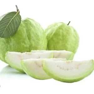 White Guava Live Plant 4-8 Inch Tall - Sweet Tropical Fruit Tree Seedling - Image 9